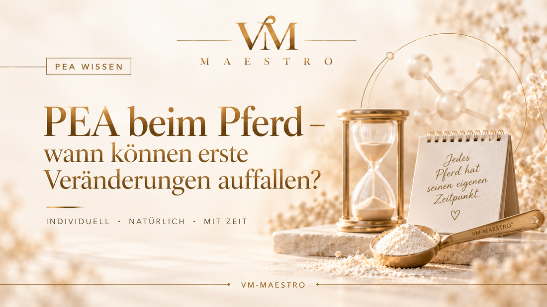PEA beim Pferd – wann können erste Veränderungen auffallen?